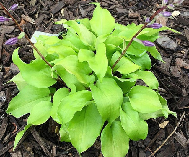 Hosta 'Li'l Smooch' Courtesy of Dan Wols and the Hosta Library