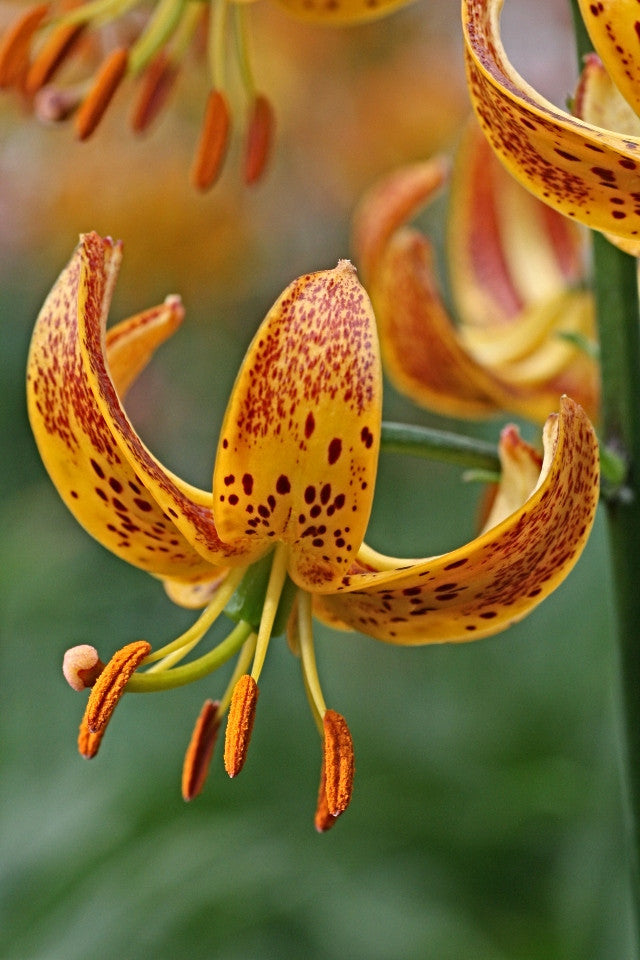 'Sunny Morning' Martagon Lily