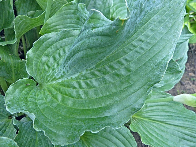 Hosta 'Lily Blue Eyes' Courtesy of Gayle Hartley Alley and the Hosta Library