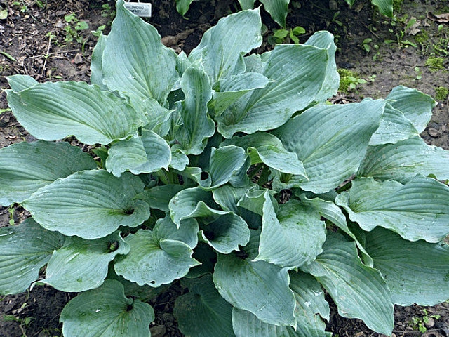 Hosta 'Lily Blue Eyes' Courtesy of Gayle Hartley Alley and the Hosta Library