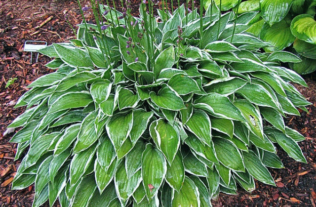 Hosta 'Lime Fizz' Courtesy of the Hosta Library