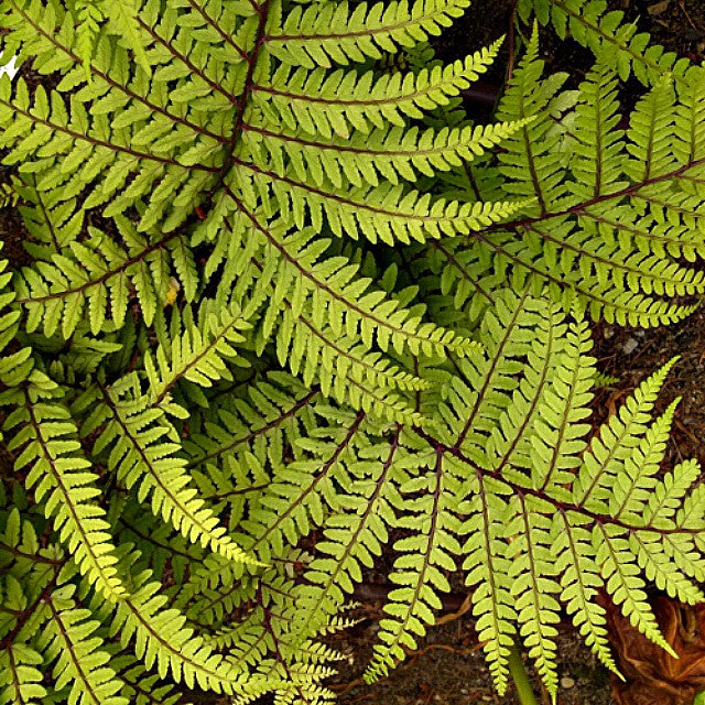 Limelight Lady Fern Courtesy of Casa Flora