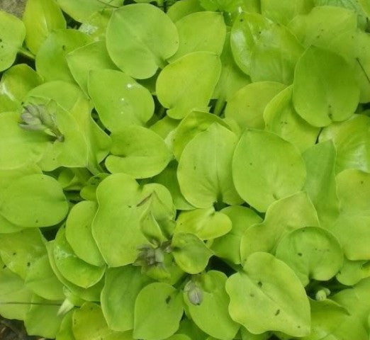 'Limey Lisa' Hosta