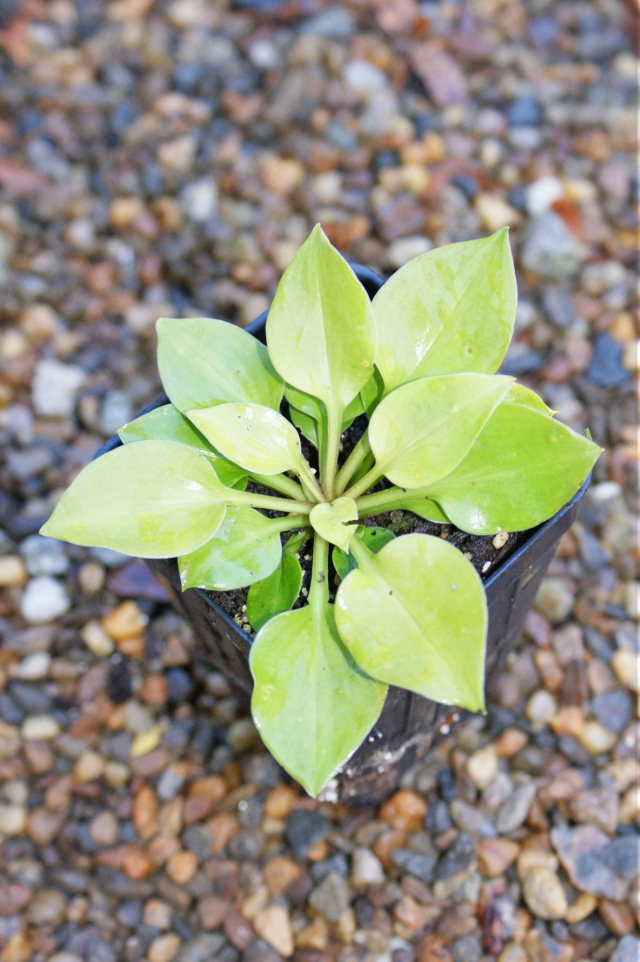 'Limey Lisa' Hosta From NH Hostas