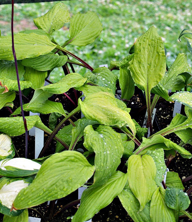 'Lipstick Blonde' Hosta From NH Hostas