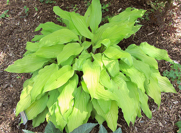 'Lipstick Blonde' Hosta Courtesy of Carol Brashear