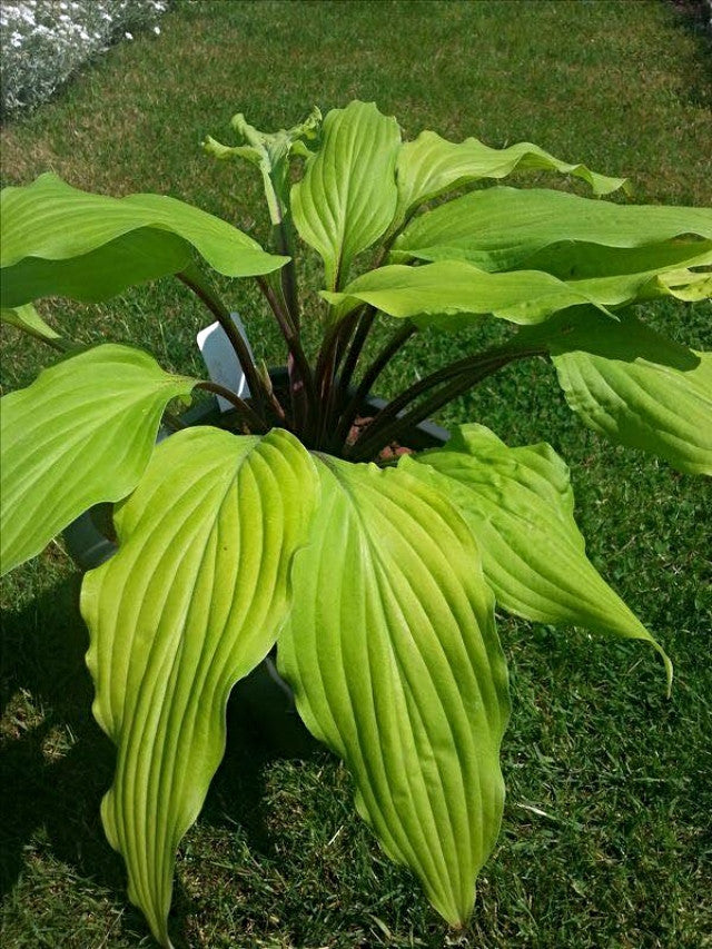'Lipstick Blonde' Hosta Courtesy of Danny Van Eechaute and the Hosta Library