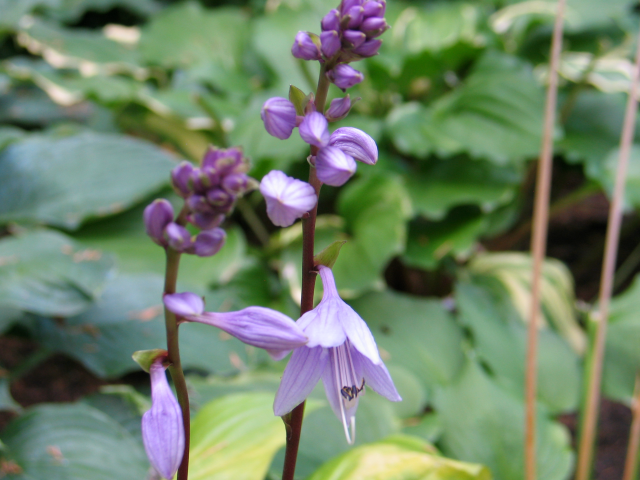 'Lipstick Sunset' Hosta Courtesy of Don Dean