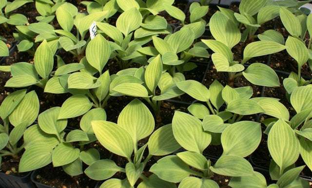 'Little Miss Muffett' Hosta From NH Hostas
