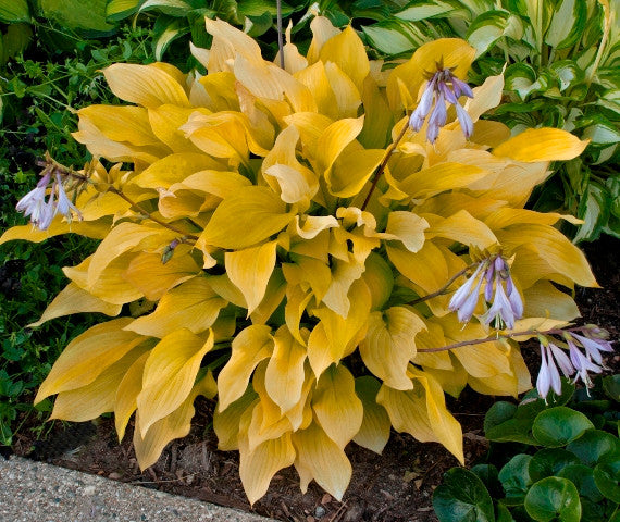 'Little Miss Sunshine' Hosta