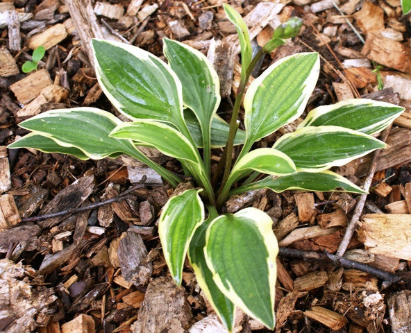 'Little Wonder' Hosta