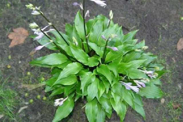 'Little Red Joy' Hosta Courtesy of Danny Van Eechaute