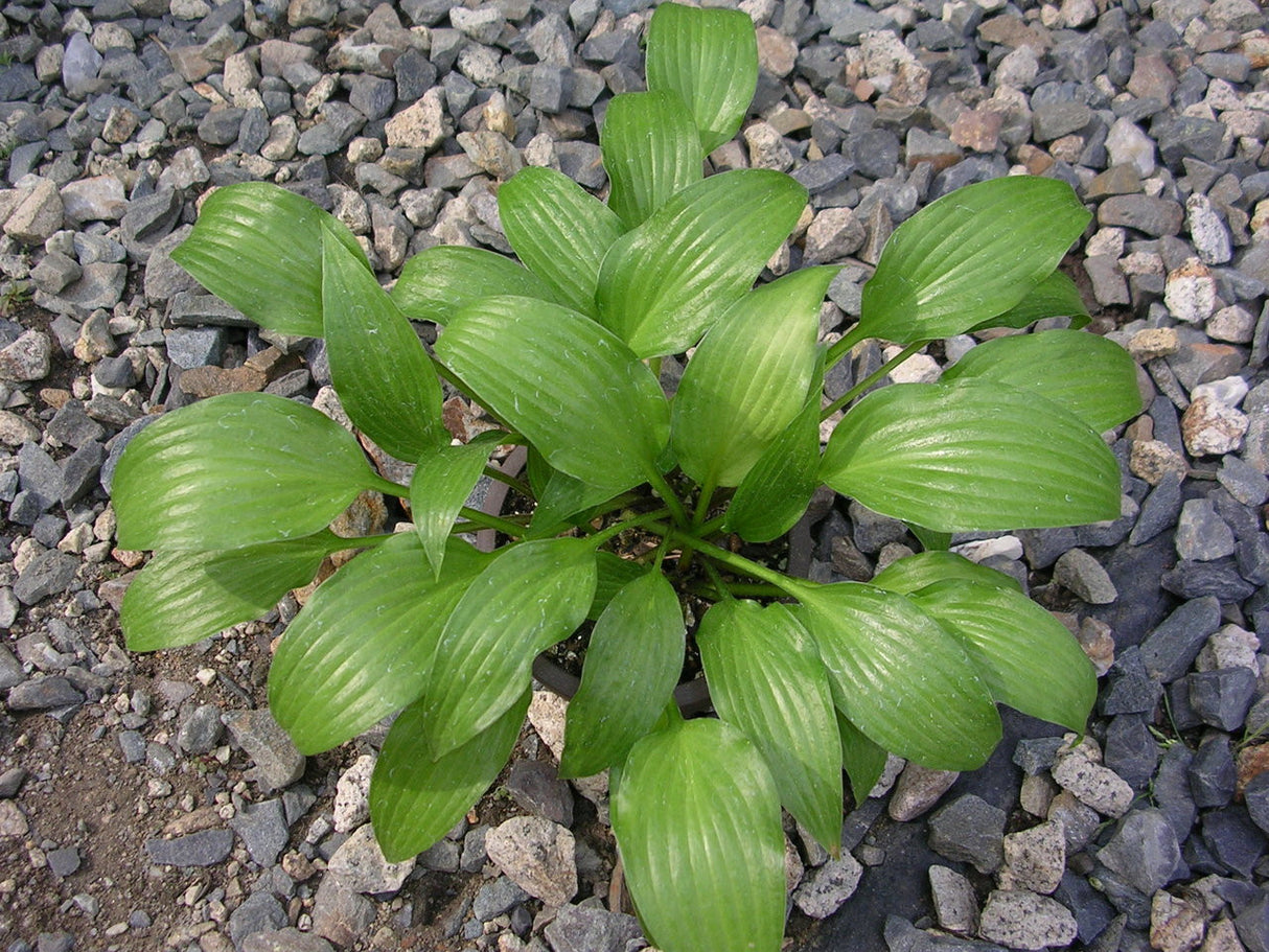 Hosta 'Little Dart' From NH Hostas