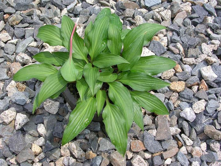 'Little Red Rooster' Hosta From NH Hostas