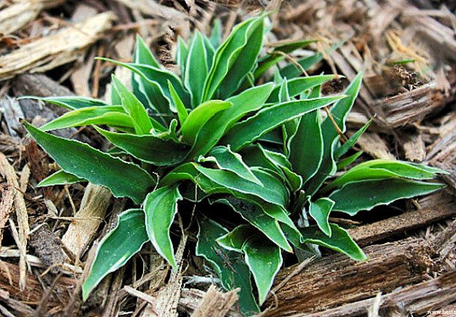 'Little Devil' Hosta Courtesy of Shady Oaks Nursery