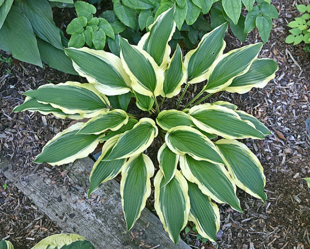 Hosta 'Long Tail Lights' Courtesy of the Hosta Library