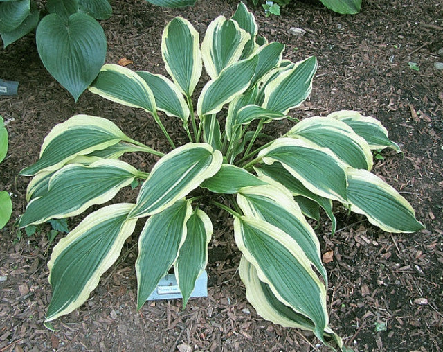 Hosta 'Long Tail Lights' Courtesy of Carol Brashear and the Hosta Library