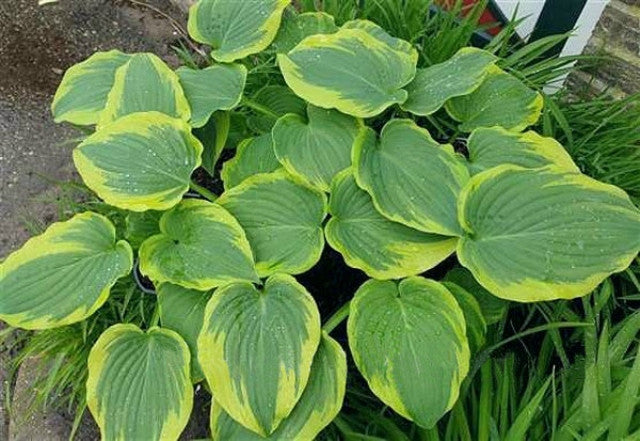 Hosta 'Looking Great' Courtesy of Marco Fransen and the Hosta Library