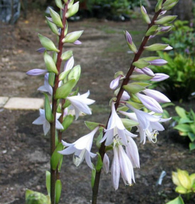 Hosta 'Louie Louie' Flower Courtesy of Don Dean