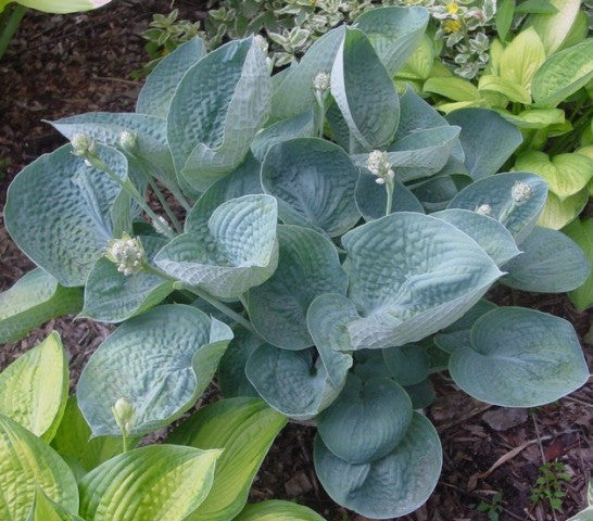 'Love Pat' Hosta From NH Hostas