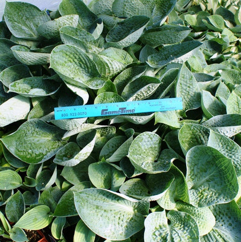 'Love Pat' Hosta From NH Hostas