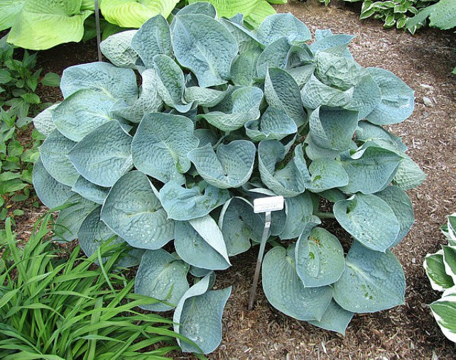 'Love Pat' Hosta Courtesy of Carol Brashear