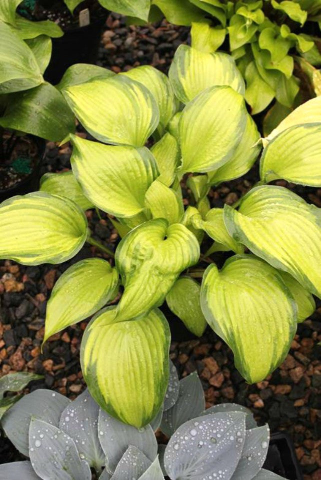 Hosta 'Love of My Life' Courtesy of Bob Solberg