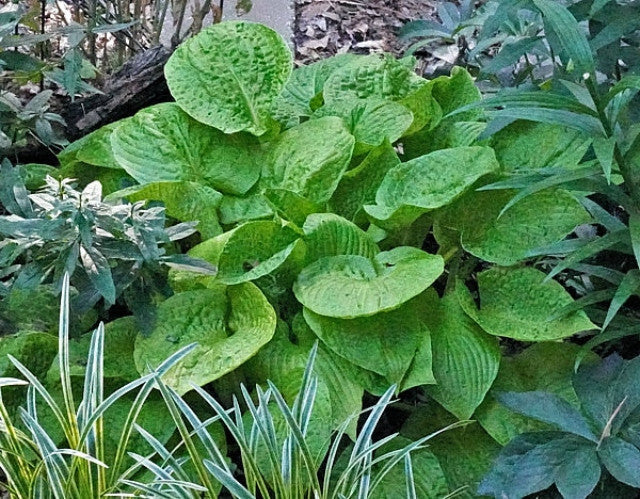 Hosta 'Love's Purest Light' Courtesy of Harold McDonell and the Hosta Library