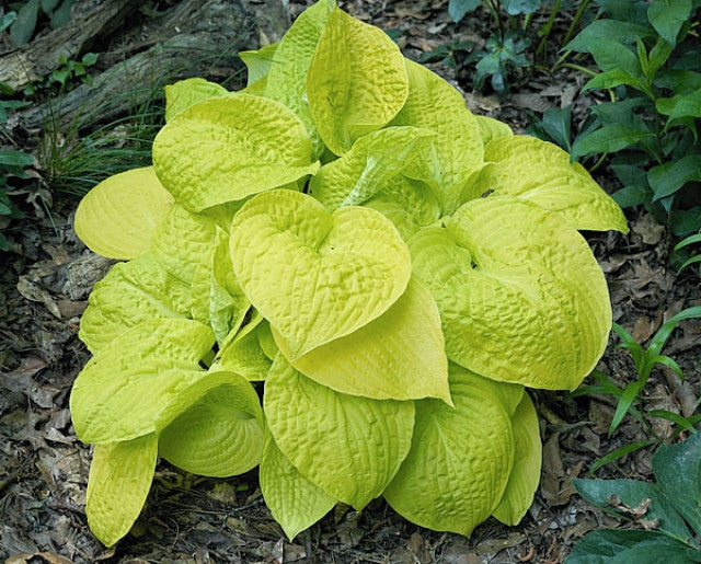 Hosta 'Love's Purest Light' Courtesy of Harold McDonell and the Hosta Library