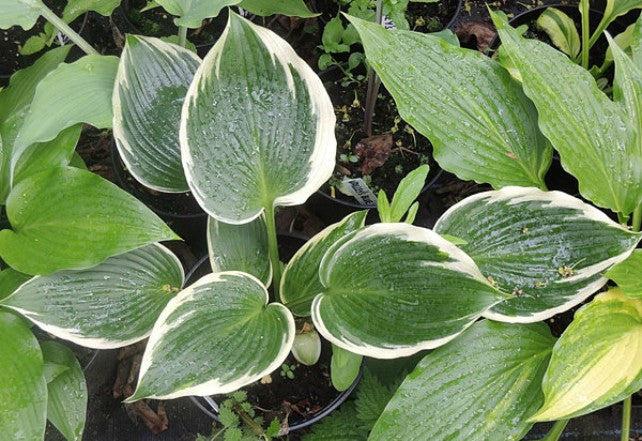 'Lucky Number' Hosta Courtesy of Danny Van Eechaute and the Hosta Library
