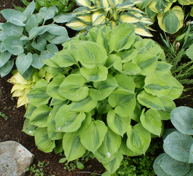 'Luna Moth' Hosta From NH Hostas