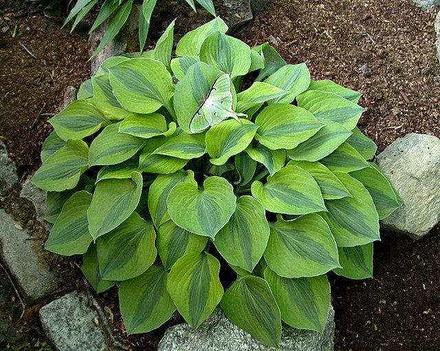 'Luna Moth' Hosta Courtesy of Carol Brashear