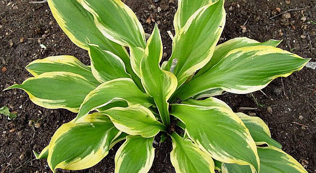 Juvenile Hosta 'Mack the Knife'