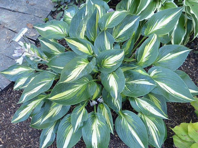 Hosta 'Magic Island' Courtesy of Gayle Hartley Alley and the Hosta Library