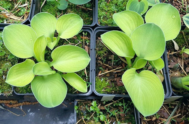 'Magical Mouse Ears' Hosta Courtesy of Hugo Philips