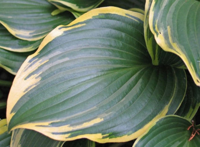 Hosta 'Making Waves' Courtesy of Don Dean