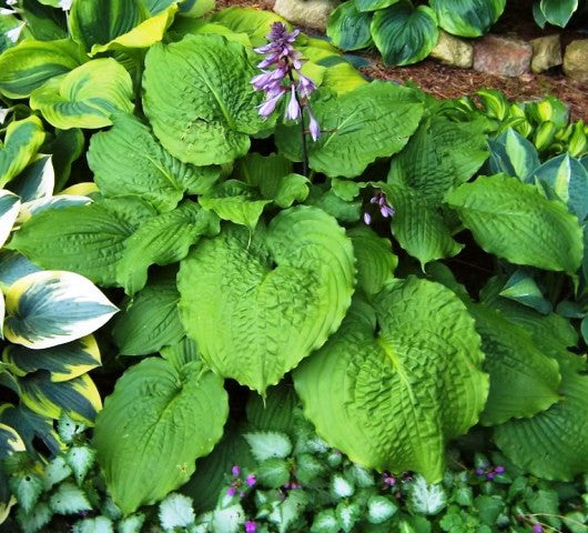 'Manhattan' Hosta From NH Hostas