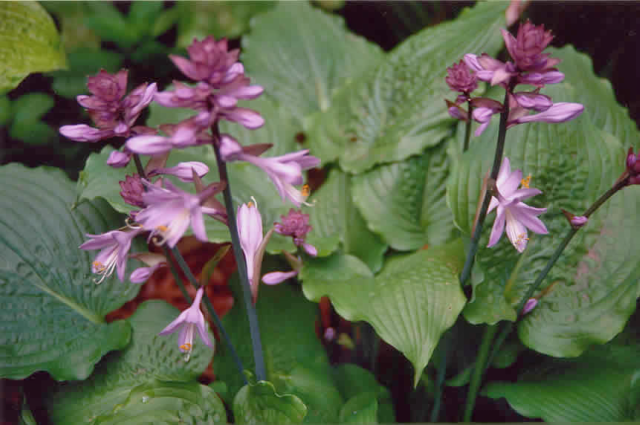'Manhattan' Hosta Flower Courtesy of Olga Petryszyn