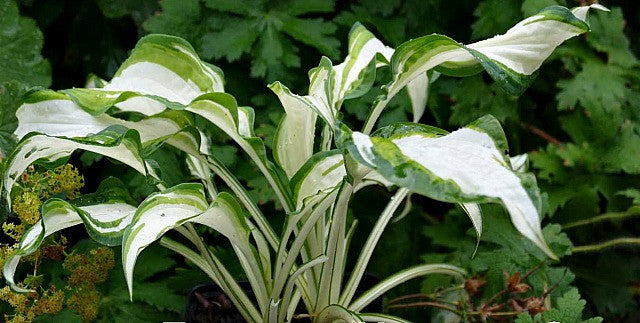 'Marshmallow Sky' Hosta Courtesy of Fransen Hostas