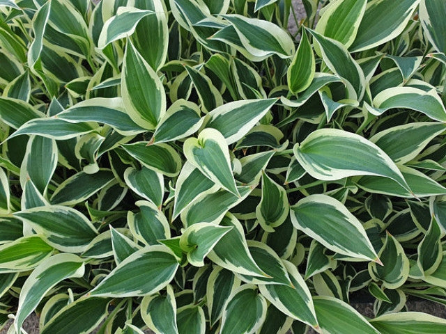 Hosta 'Marshmallow Clouds' Courtesy of the Hosta Library