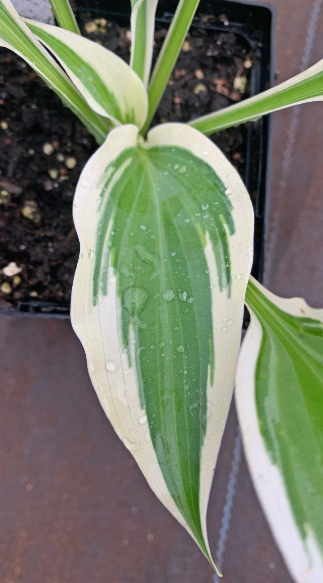 Hosta 'Marshmallow Clouds' Courtesy of NH Hostas