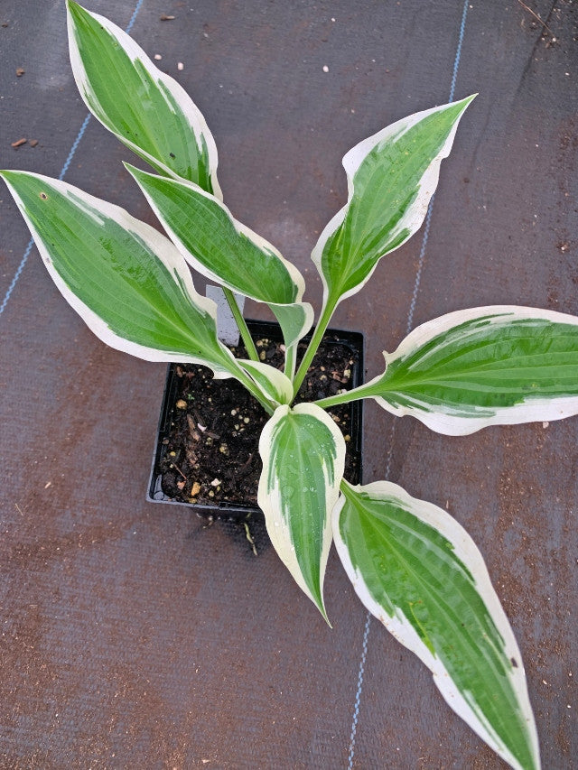Hosta 'Marshmallow Clouds' Courtesy of NH Hostas