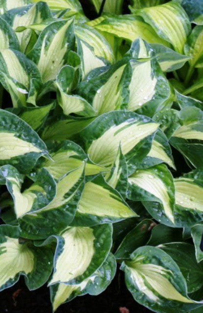 'Mary Marie Ann' Hosta From NH Hostas