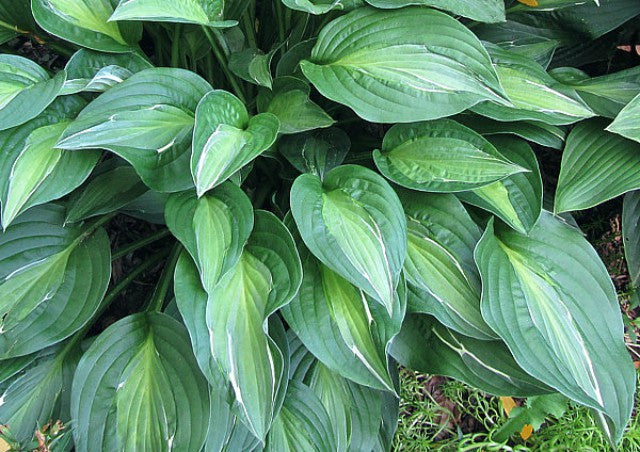 'Mata Hari' Hosta Courtesy of Carol Brashear