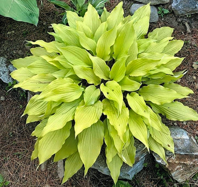 Hosta 'Maya Infatuation' Courtesy of Lee Couture and the Hosta Library