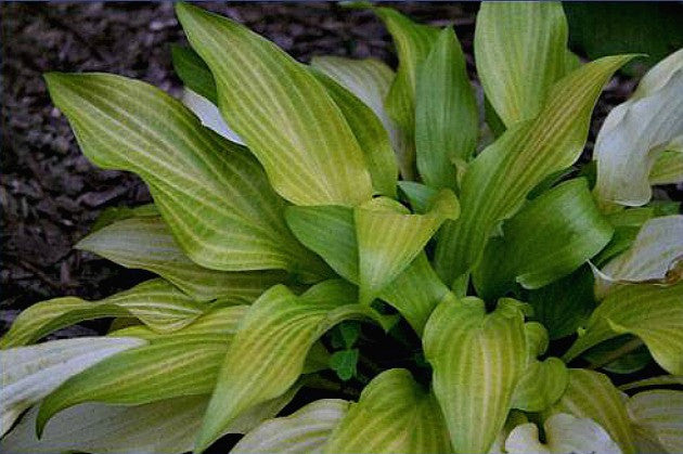 'Maya Tritone' Hosta Courtesy of Alttara Scheer