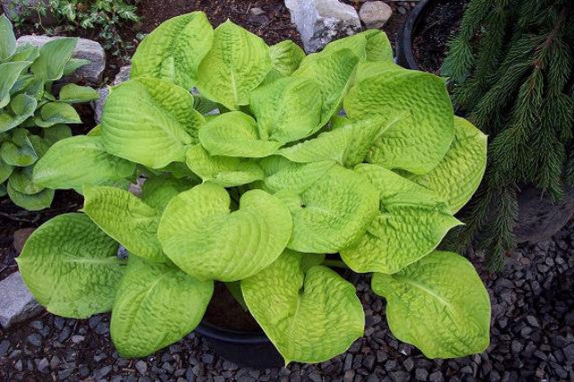 'Mayflower Moon' Hosta Courtesy of Carol Brashear