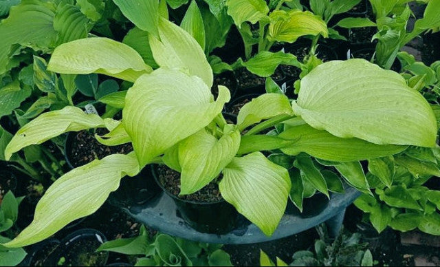 Hosta 'Mean Gene' Courtesy of the Hosta Library
