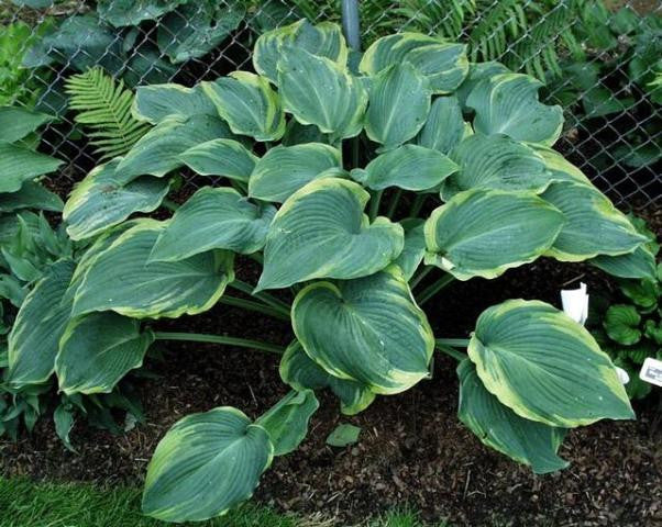 'Megan's Angel' Hosta Courtesy of Doug Beilstein