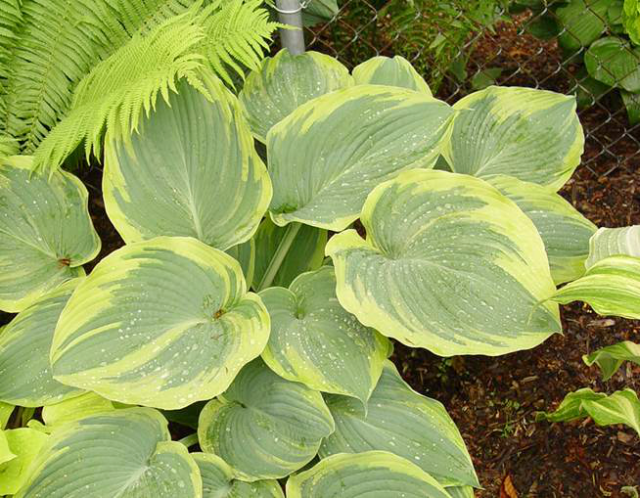 'Megan's Angel' Hosta Courtesy of Green Hill Farm